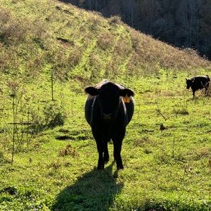 Meet your Posher, Jess